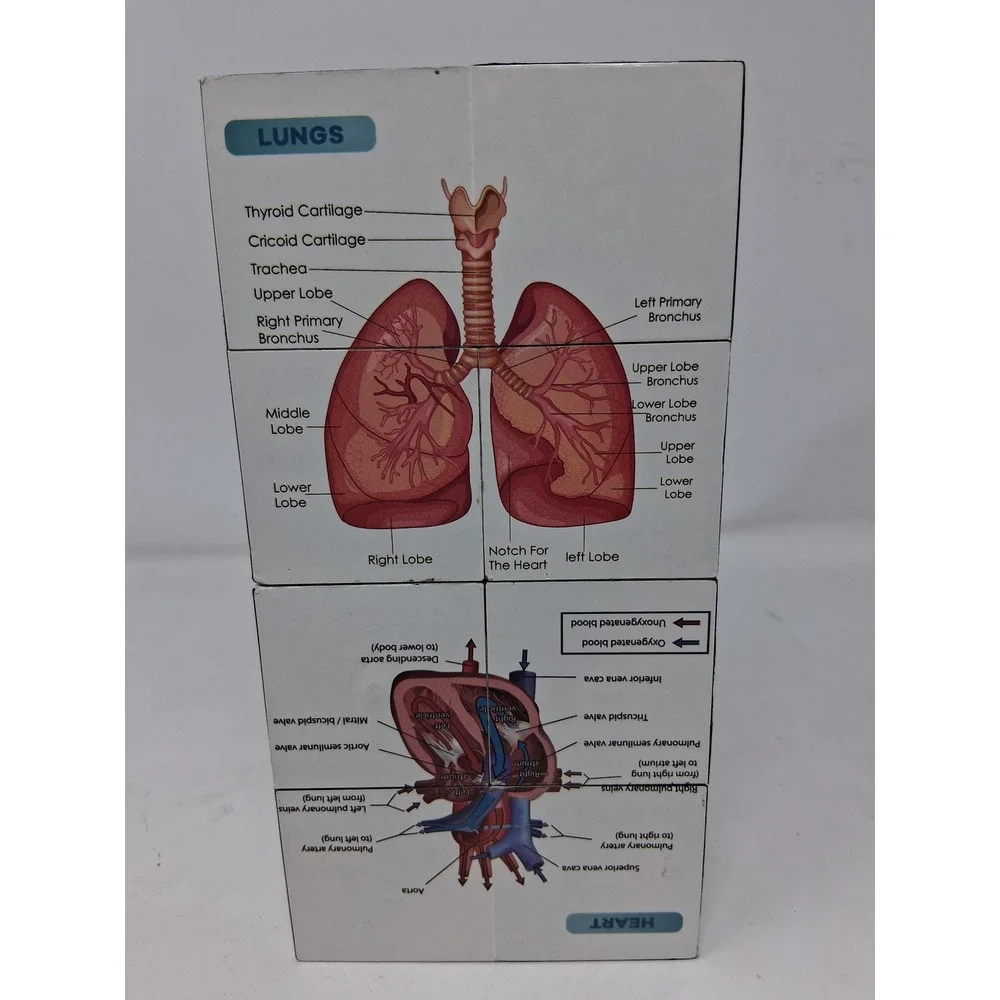Human Anatomy Educational foldn Cube Medical Science Study Aid Reference Tool. Z